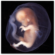 prenatal development